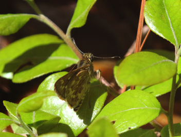 Reversed Roadside-Skipper